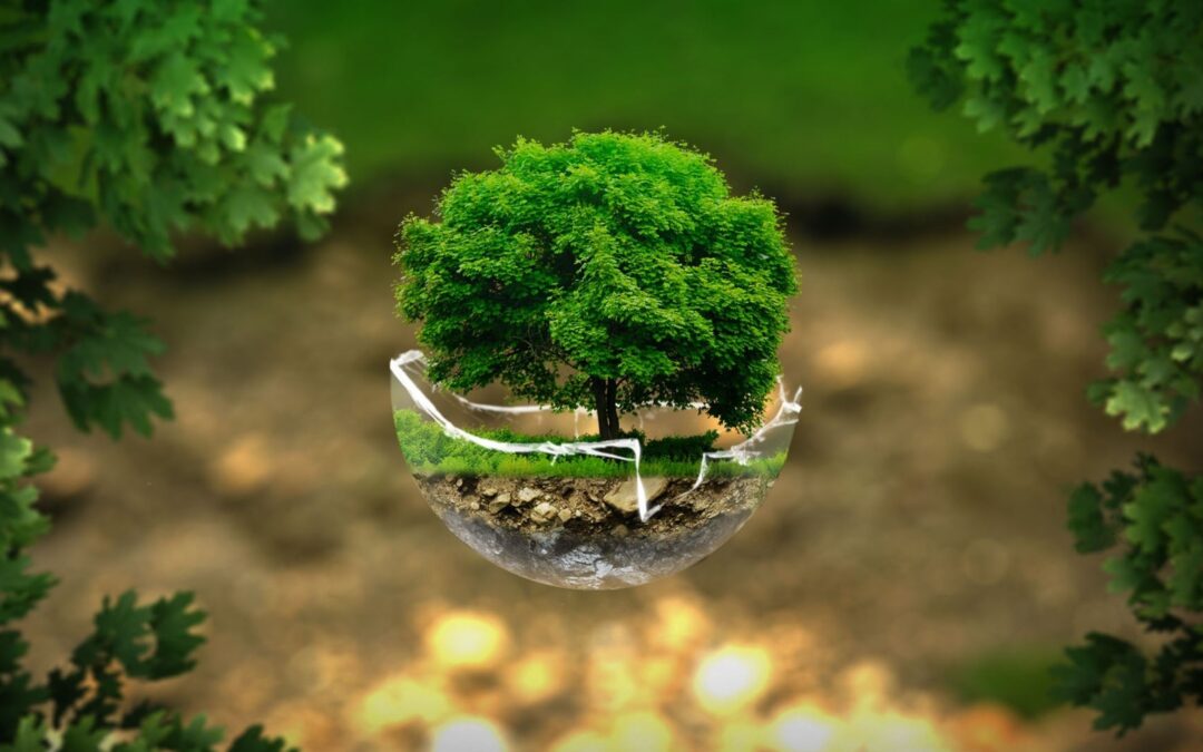 ECO DISPLAY? THE IMPORTANCE OF SUSTAINABILITY